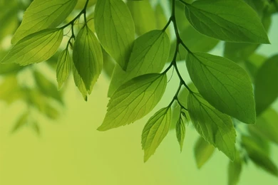 Wallpaper: Wallpapers 4 Samsung