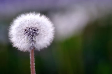 Samsung Galaxy S4 Wallpapers