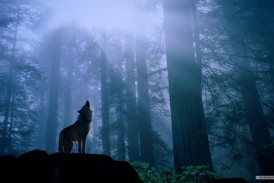 Free Wallpapers   Free Animal Wallpapers   Wolf Wallpapers   1366x768   9