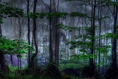 The Dark Forest Widescreen Wallpapers