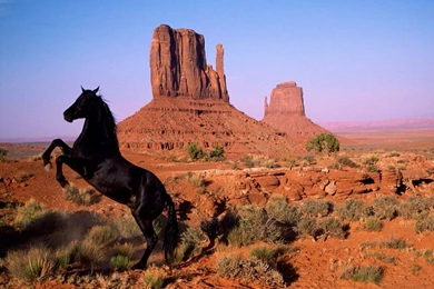 Farm   Animals Free Desktop Backgrounds Collection.