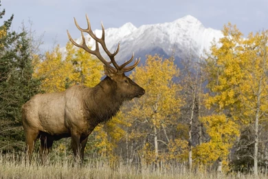 Deer HD Wallpapers Free Download   Tremendous Wallpapers