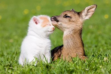 Pictures Of Baby Deer   All Wallpapers New