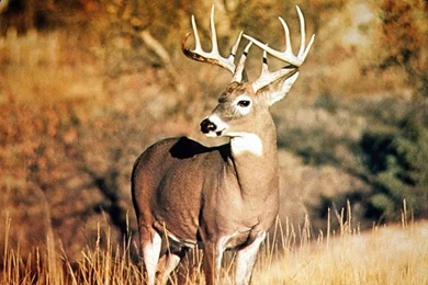 Gallery For   Computer Deer Wallpapers Whitetail