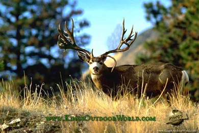 Mule Deer Wallpapers