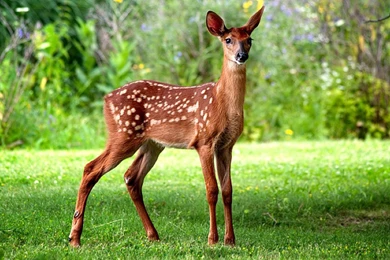 Deer Wallpapers Archives   Wallpapers HD Free Wallpapers In All ...