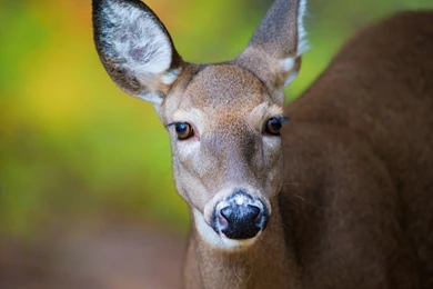 Deer Animal Beauty Brown Green Cute Animale Deer1 Deer Wallpapers ...