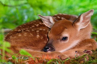Top 14 Beautiful Deer Wallpapers In Hd