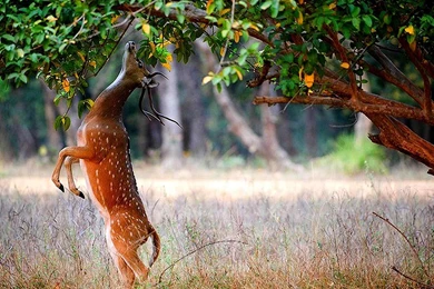 Beautiful Frog Backgrounds Hd For Free: Beautiful Deer Animals ...