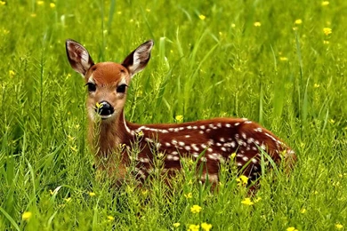 Beautiful Frog Backgrounds Hd For Free: Beautiful Deer Animals ...