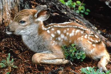 Baby Animal Wallpapers