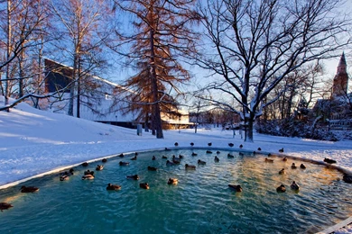 Ducks in a city park pond in winter hd desktop wallpapers.jpg