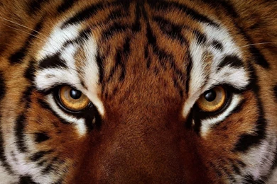 Gallery For   Eye Of The Tiger Wallpapers Hd