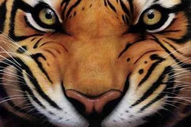 Eye Of The Tiger Pictures   Wallpapers HD Wide