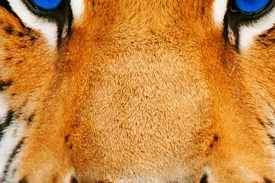 Eye Of The Tiger Wallpapers   Wallpapers