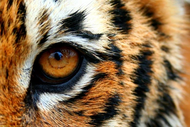 Eye Of The Tiger