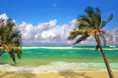 1024x768 Beach Palms Ocean Wallpapers