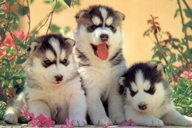 Download Husky Puppy Wallpapers For Iphone