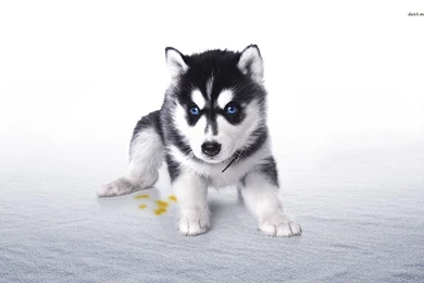 Husky Puppy Wallpapers   Animal Wallpapers