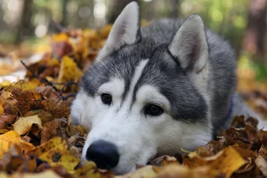 Download Husky Puppy Wallpapers For Android