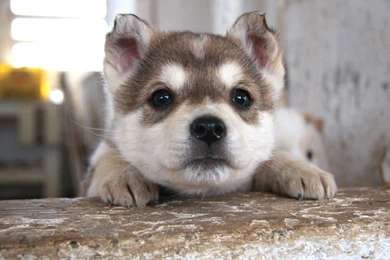 17841) Husky Puppy HD Images Wallpapers   WalOps.com