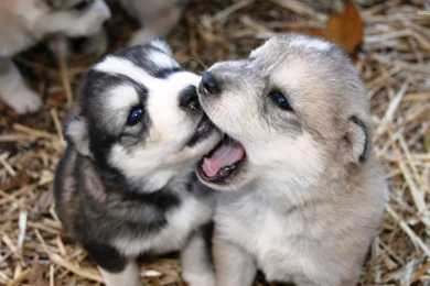 Husky Puppies Wallpapers   Animal Wallpapers