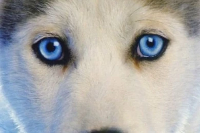 iPhone 4S, 4 Husky Wallpapers HD, Desktop Backgrounds 640x960