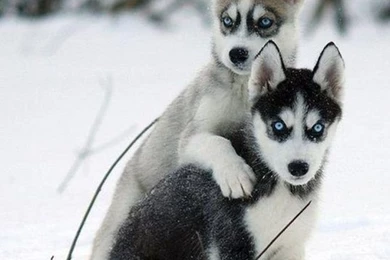 Cute_Husky_Puppies_In_Snow_Wallpaper 3.jpg