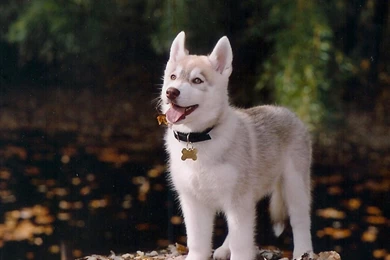 Free Wallpapers Siberian Husky Cute Puppy