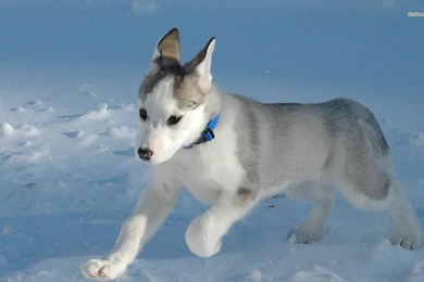 24044) Blue Matrix Desktop HD Wallpapers Attachment   WalOps.com