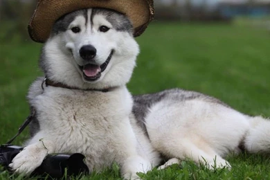 Cute Husky Puppy   M5x.eu