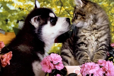 Wallpaper: Husky Pup Wallpapers