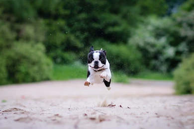 2560x1600 Boston Terrier Funny Run Wallpapers