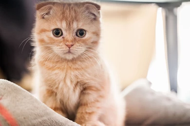 50+ Very Cute Scottish Fold Kitten Photo And Pictures