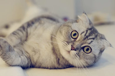 Scottish Fold Cat Look Wallpapers