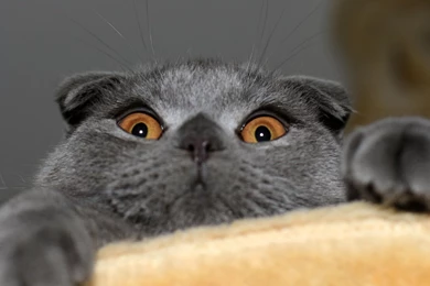 Scared Scottish Fold Photo And Wallpaper. Beautiful Scared ...