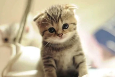 Scottish Fold Babies Cat Walk   YouTube