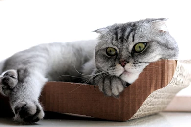 Scottish Fold Cat Wallpapers