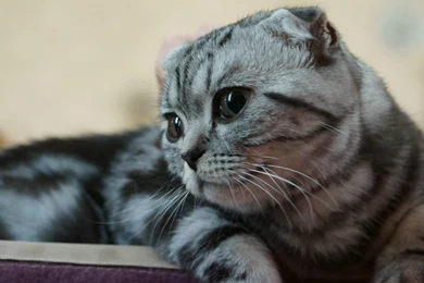 Scottish Fold Watching Photo And Wallpaper. Beautiful Scottish ...