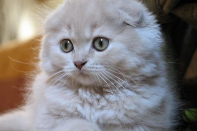 White Small Scottish Fold Cat Wallpapers And Images   Wallpapers ...