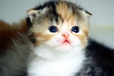 50+ Very Cute Scottish Fold Kitten Photo And Pictures