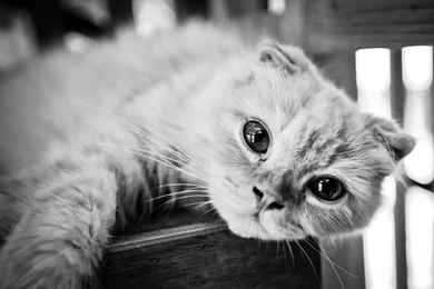 Beautiful Scottish Fold Cat, Black and white Photo Wallpapers And ...