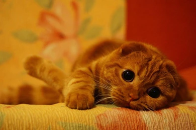 Cute Red Scottish Fold Cat Wallpapers And Images   Wallpapers ...