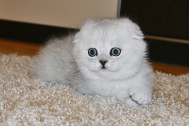 White Little Scared Scottish Fold Cat Wallpapers And Images ...