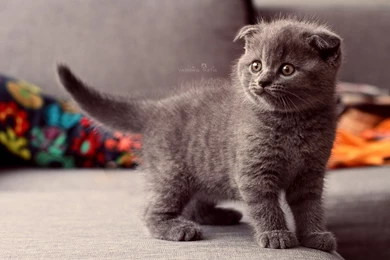 Kitten Hug Cute Wallpapers Of Cute Cats Free Download