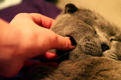 Scottish Fold Cats   Photo Wallpapers, Pictures With Scottish Fold ...