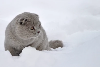 Scottish Fold Cat In The Snow Wallpapers And Images   Wallpapers ...