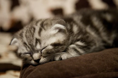 Very Small Scottish Fold Cat Sleeps Wallpapers And Images ...