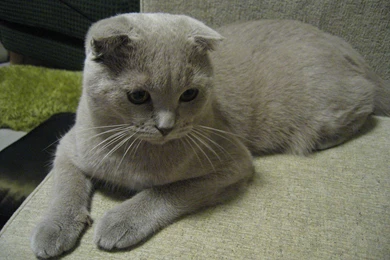 Resting Scottish Fold Photo And Wallpaper. Beautiful Resting ...