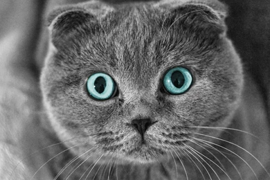 Scottish Fold Cat Blue Eye Uhd Wallpapers   Ultra High Definition ...
